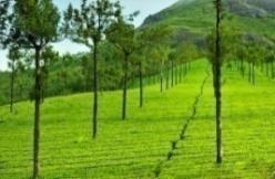 DSC_7273_Munnar_Tea-Plantation-640x387.jpg